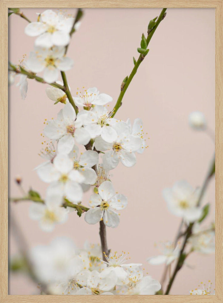 Cherry tree flowers - Poster / Art Print