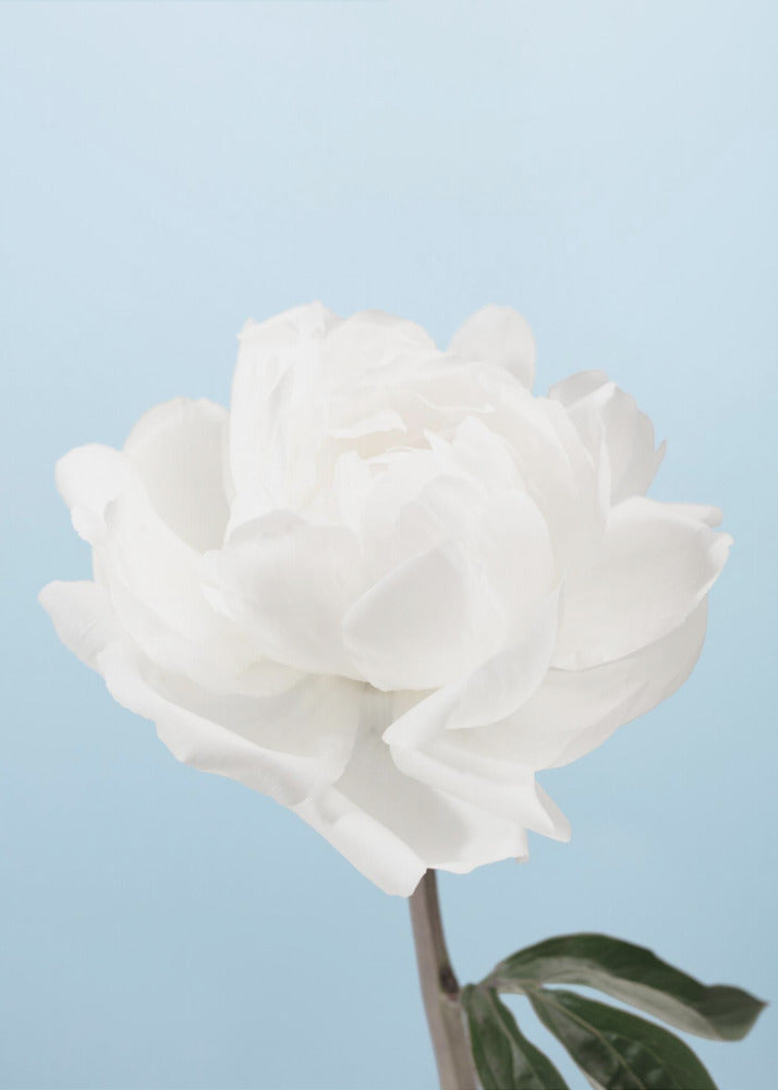 Peony - Poster / Art Print