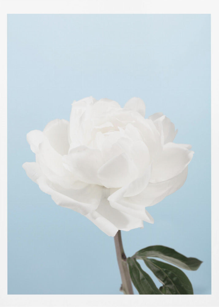 Peony - Poster / Art Print