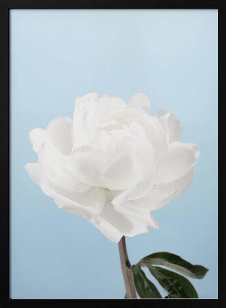Peony - Poster / Art Print