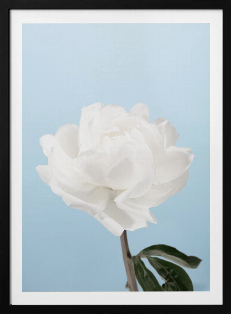 Peony - Poster / Art Print