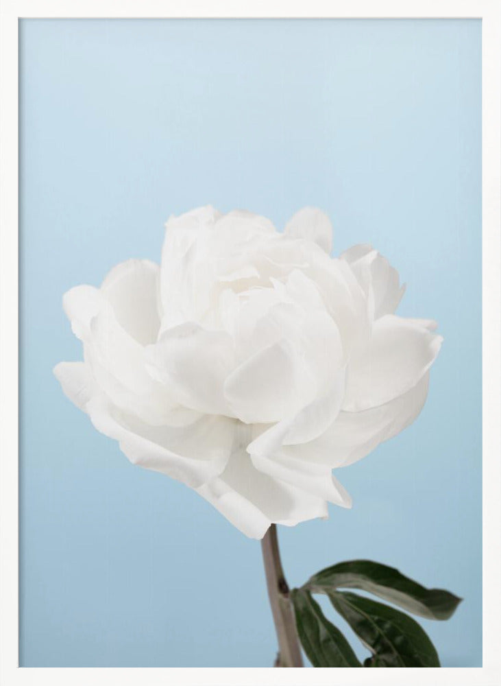 Peony - Poster / Art Print