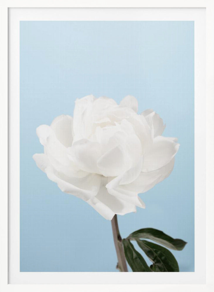 Peony - Poster / Art Print