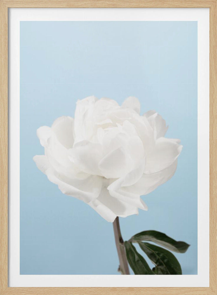 Peony - Poster / Art Print
