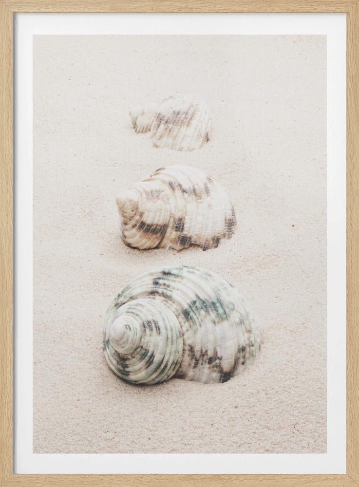 Shells - Poster / Art Print