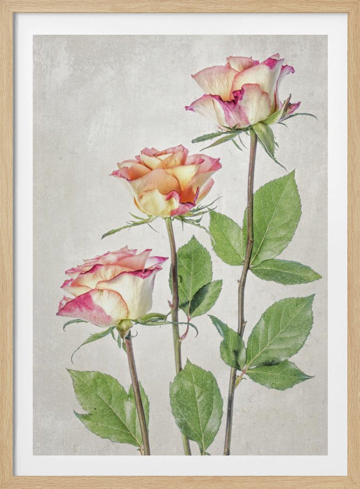 Roses - Poster / Art Print