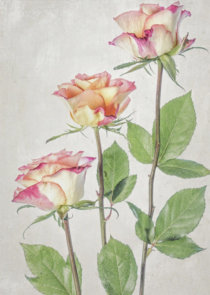 Roses - Poster / Art Print