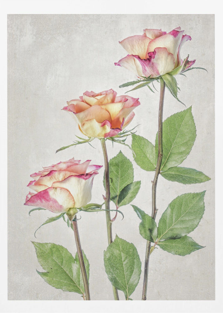 Roses - Poster / Art Print