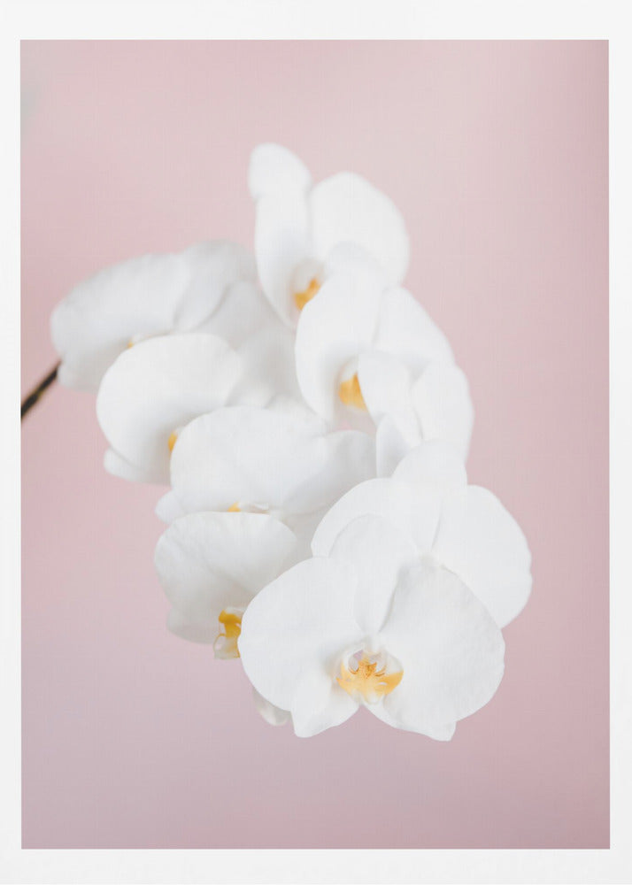 Orchid_2 - Poster / Art Print