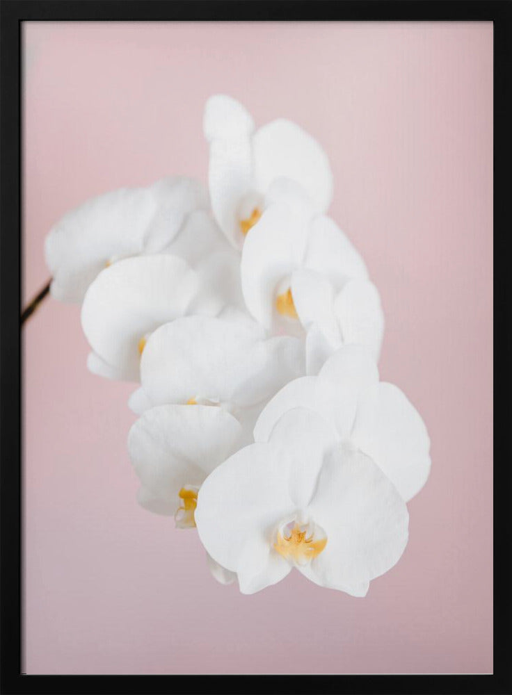 Orchid_2 - Poster / Art Print