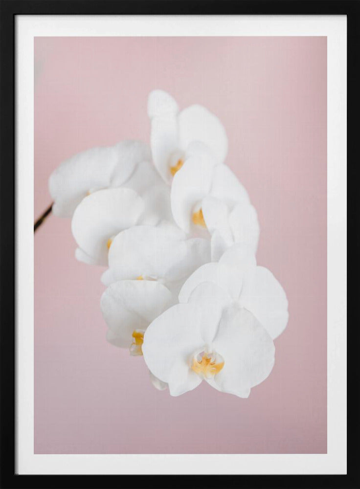 Orchid_2 - Poster / Art Print
