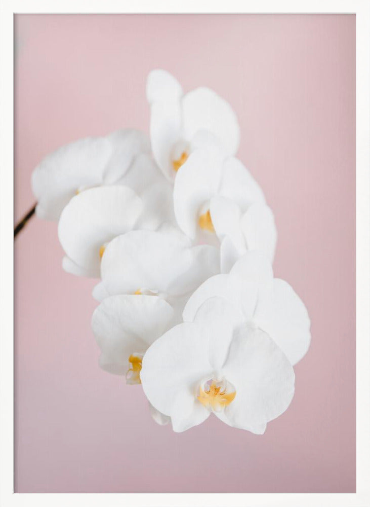 Orchid_2 - Poster / Art Print