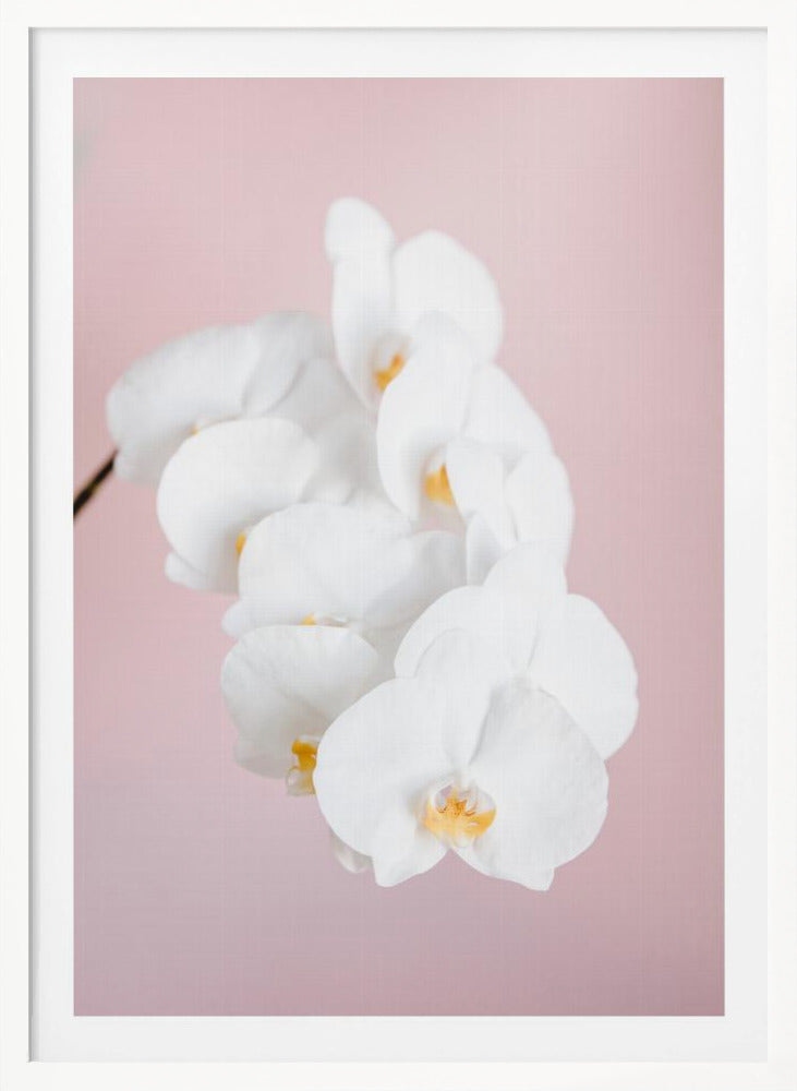 Orchid_2 - Poster / Art Print