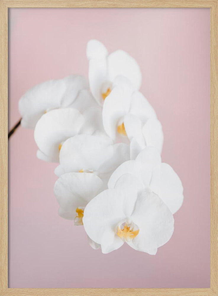 Orchid_2 - Poster / Art Print