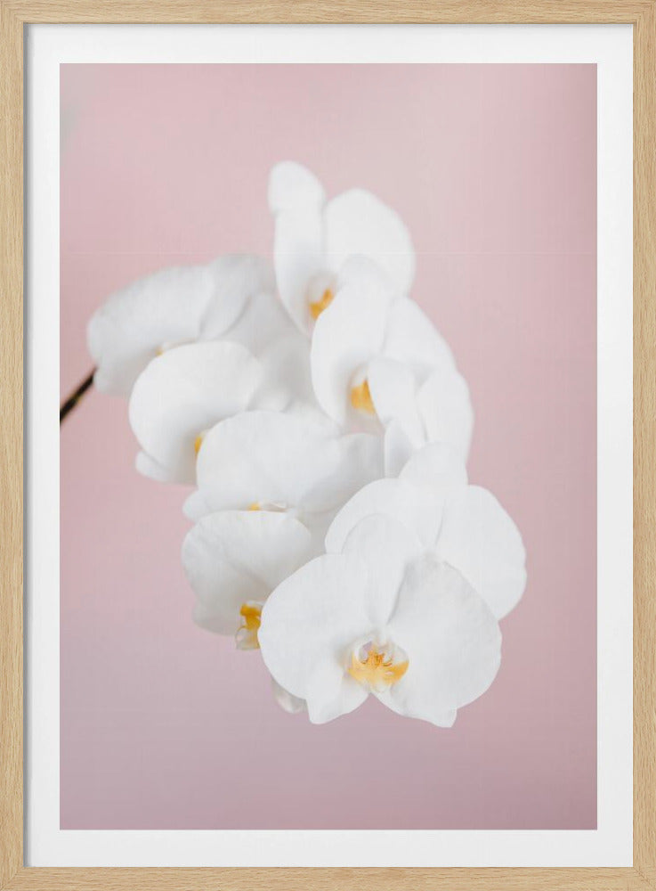Orchid_2 - Poster / Art Print