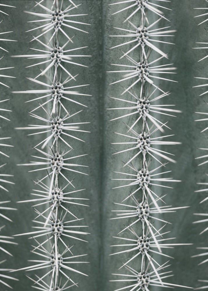 Cactus green - Poster / Art Print