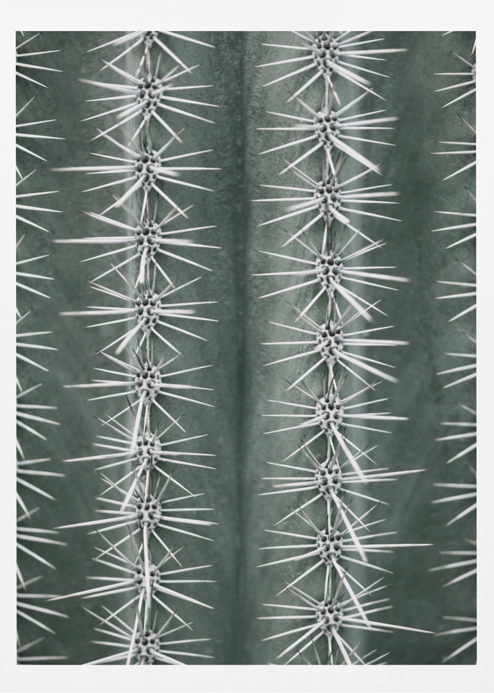 Cactus green - Poster / Art Print