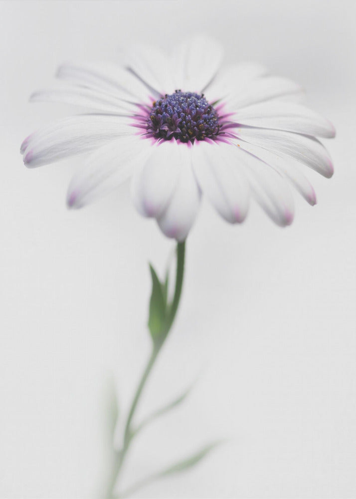 In my garden_3 - Poster / Art Print