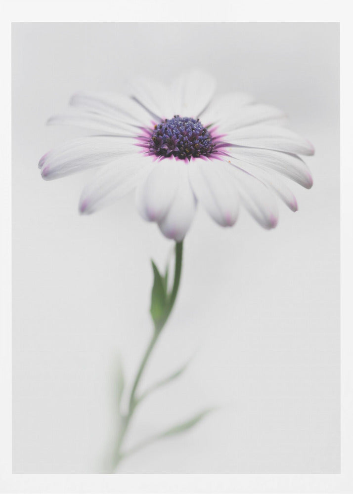 In my garden_3 - Poster / Art Print