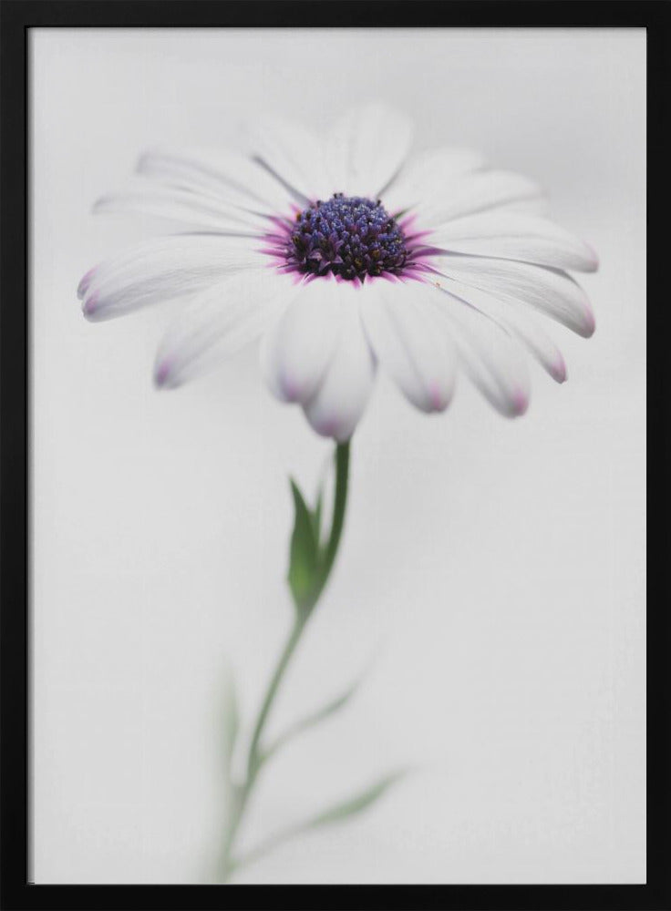 In my garden_3 - Poster / Art Print