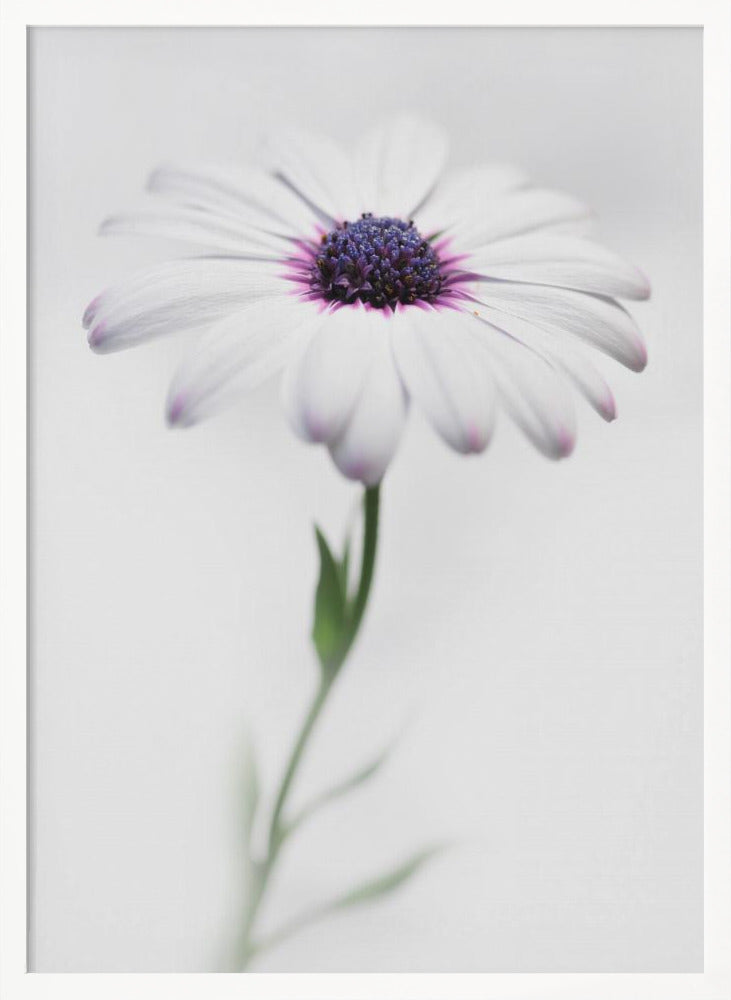 In my garden_3 - Poster / Art Print