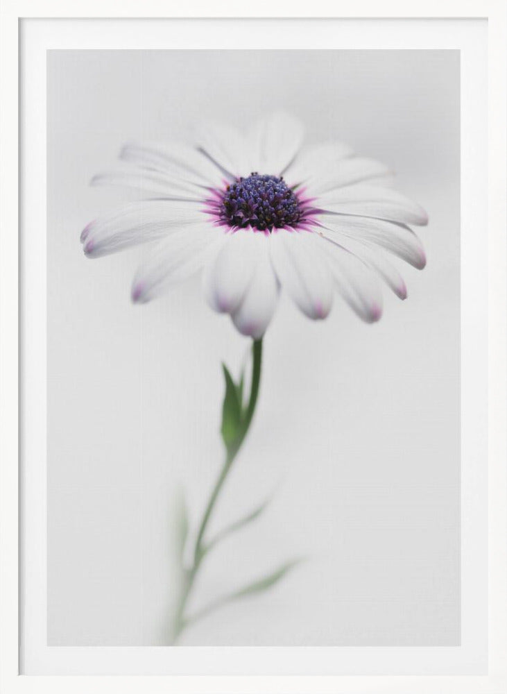 In my garden_3 - Poster / Art Print