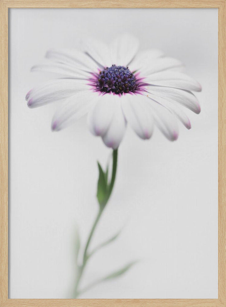 In my garden_3 - Poster / Art Print