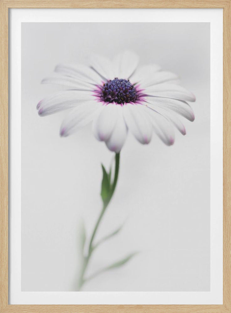 In my garden_3 - Poster / Art Print