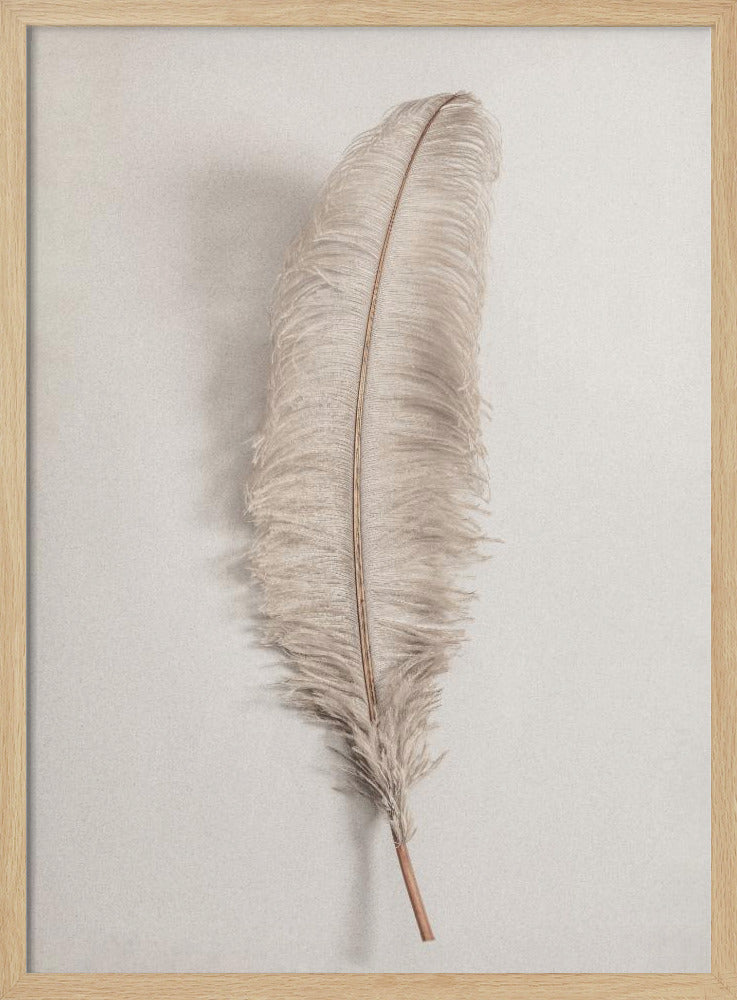 Feather_002 - Poster / Art Print