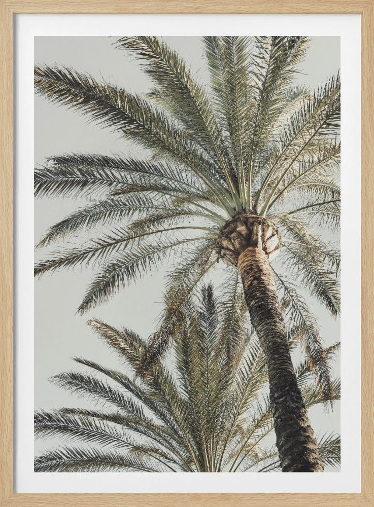Palm_005 - Poster / Art Print