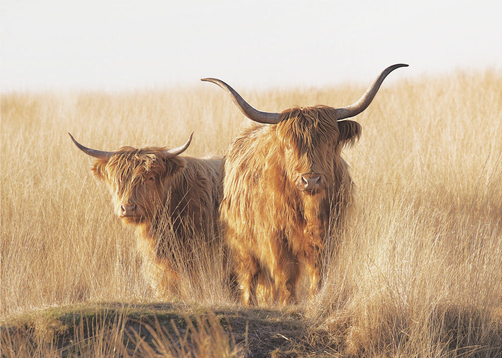 Young and old Highlander - Poster / Art Print