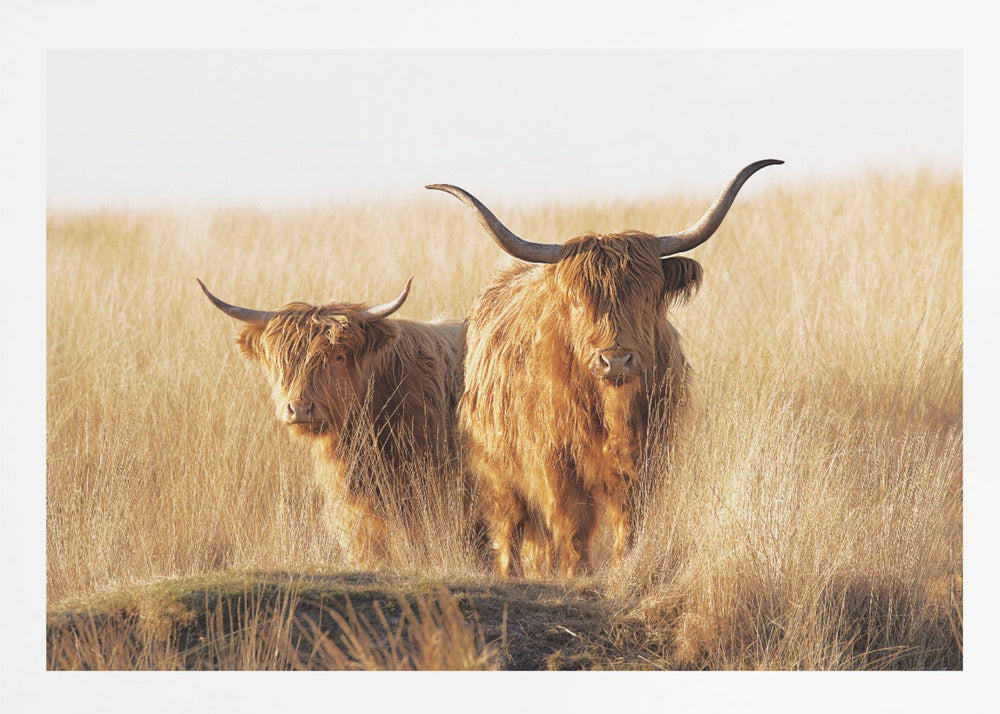 Young and old Highlander - Poster / Art Print