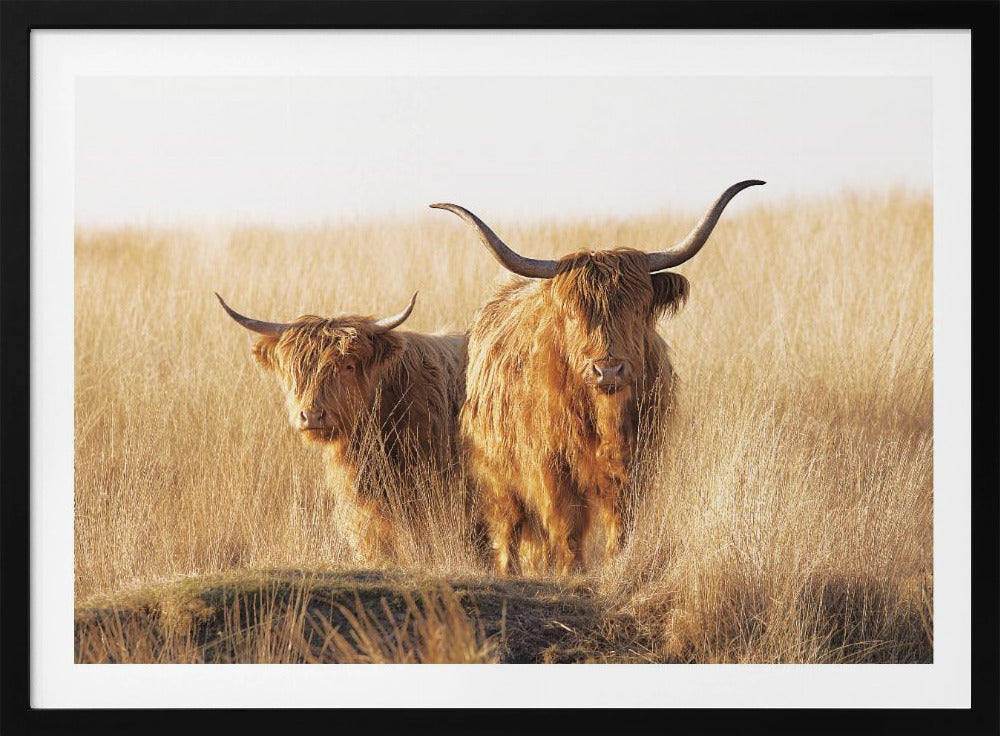 Young and old Highlander - Poster / Art Print