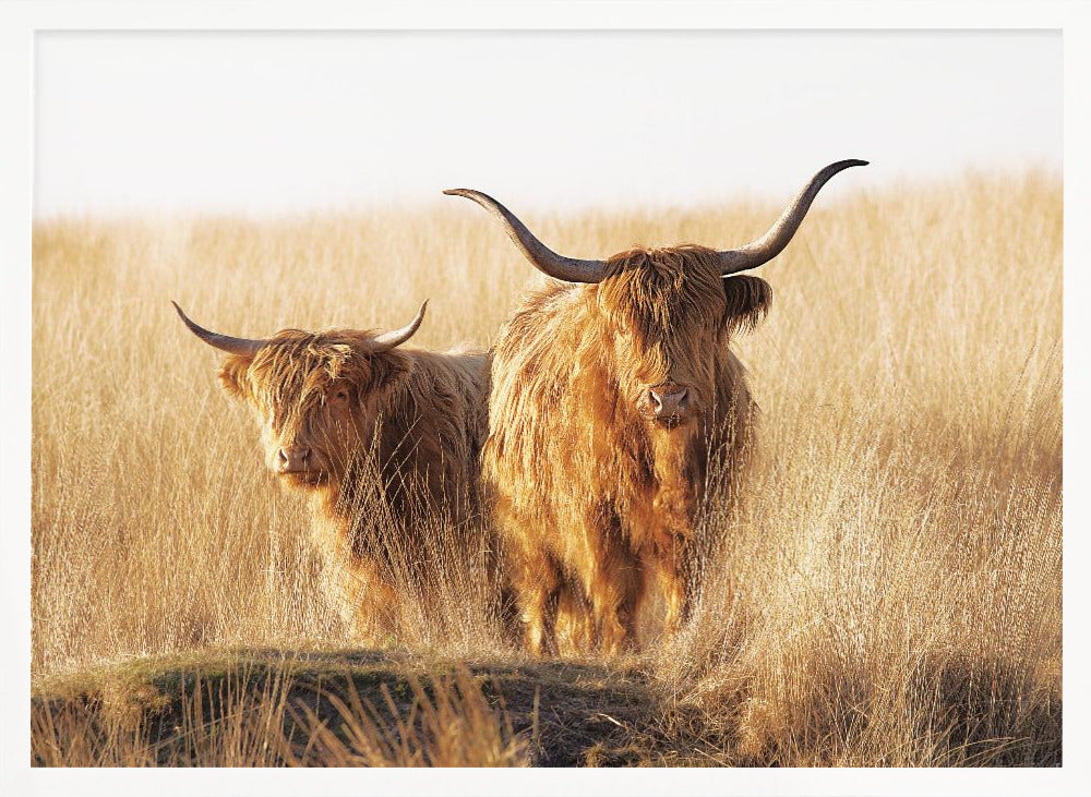Young and old Highlander - Poster / Art Print