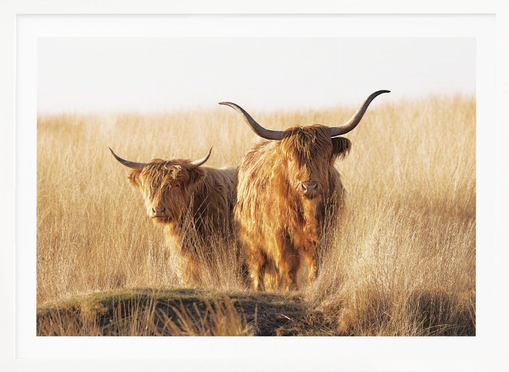 Young and old Highlander - Poster / Art Print