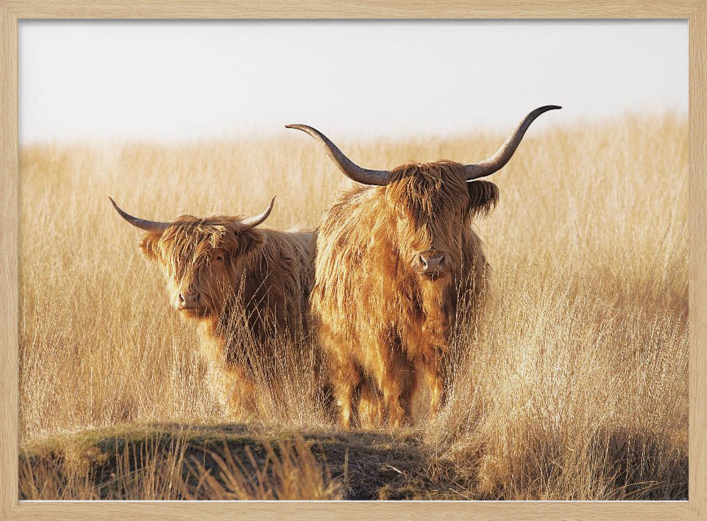Young and old Highlander - Poster / Art Print