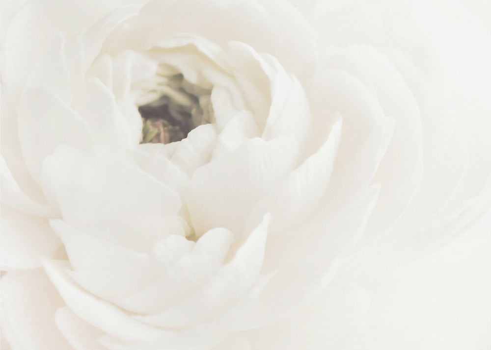 White Flower 02 - Poster / Art Print