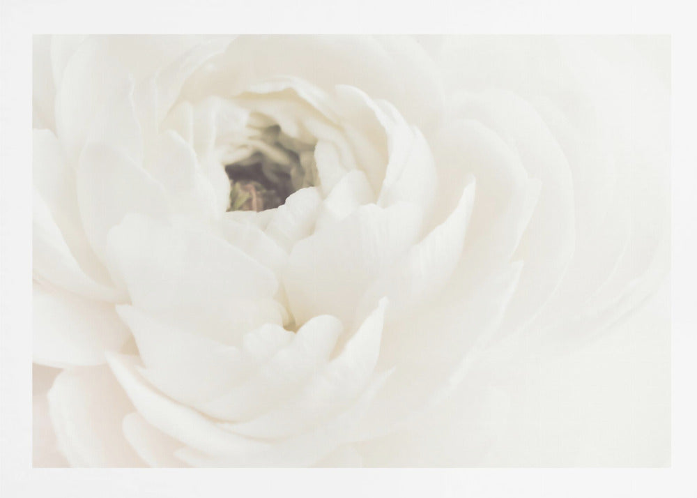 White Flower 02 - Poster / Art Print