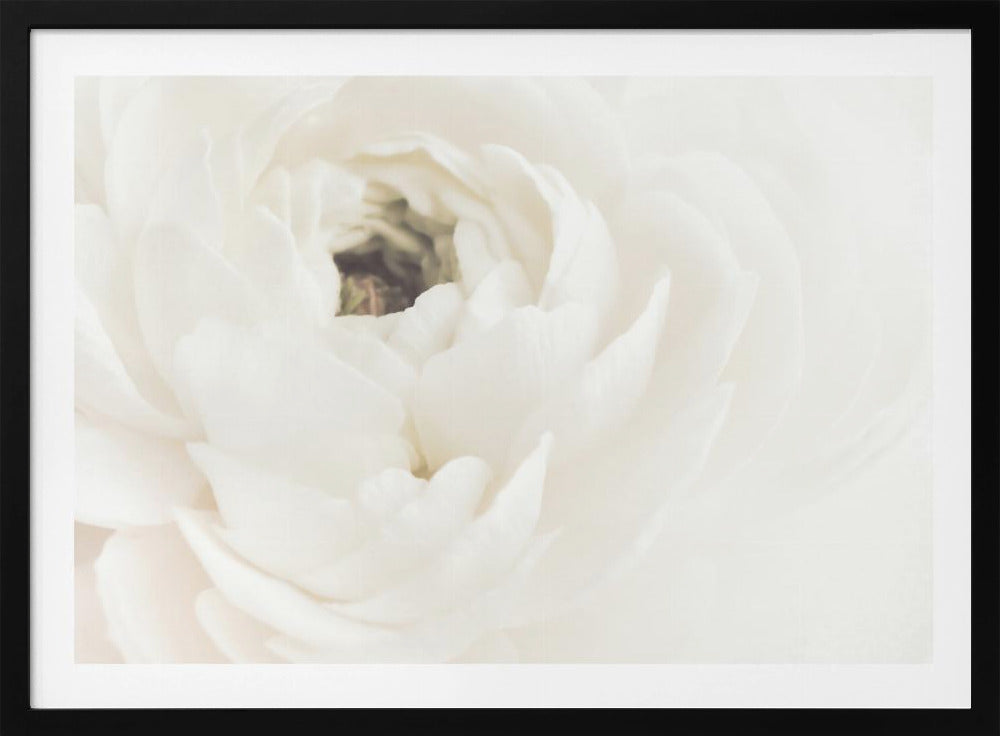 White Flower 02 - Poster / Art Print