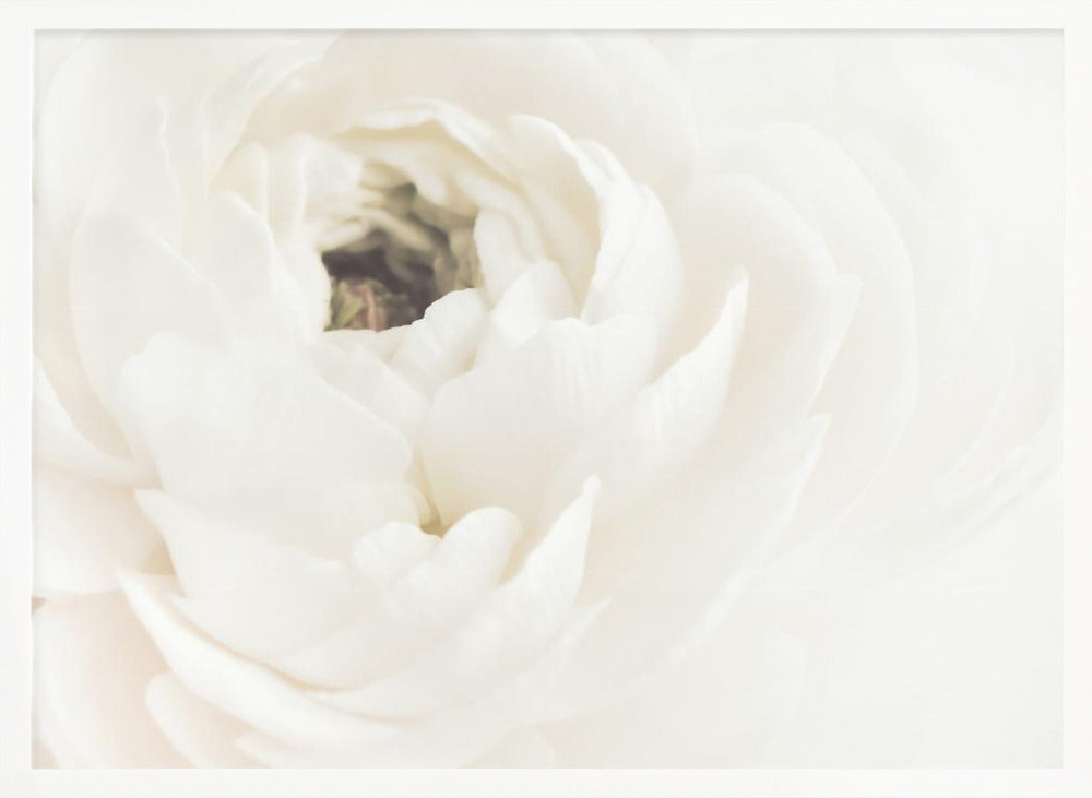 White Flower 02 - Poster / Art Print