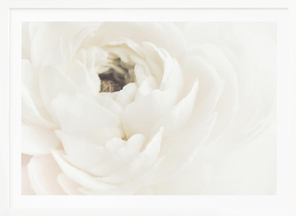 White Flower 02 - Poster / Art Print