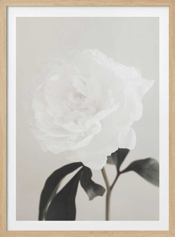 A close-up photograph of a delicate white peony flower with dark leaves against a light, neutral background.