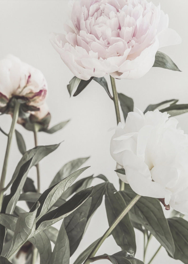 Peony 04 - Poster / Art Print