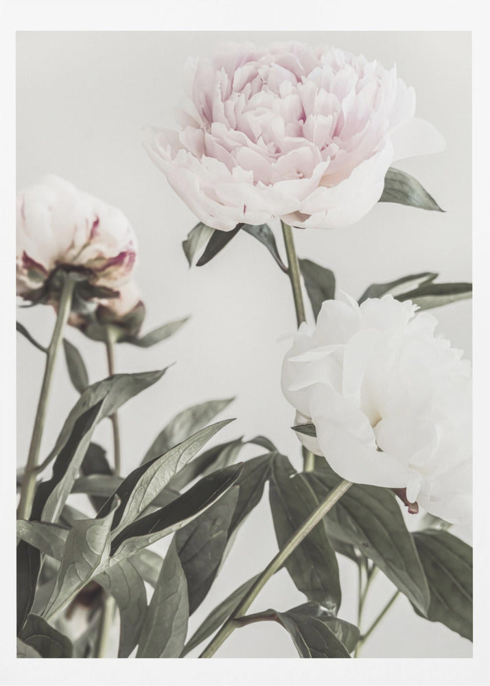 Peony 04 - Poster / Art Print