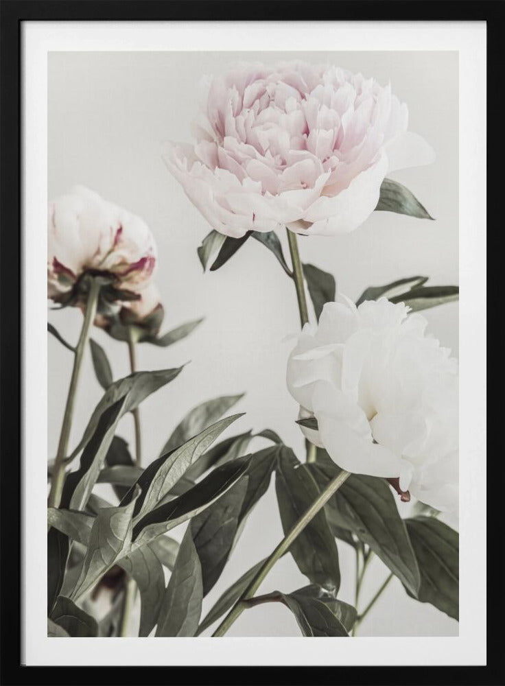 Peony 04 - Poster / Art Print