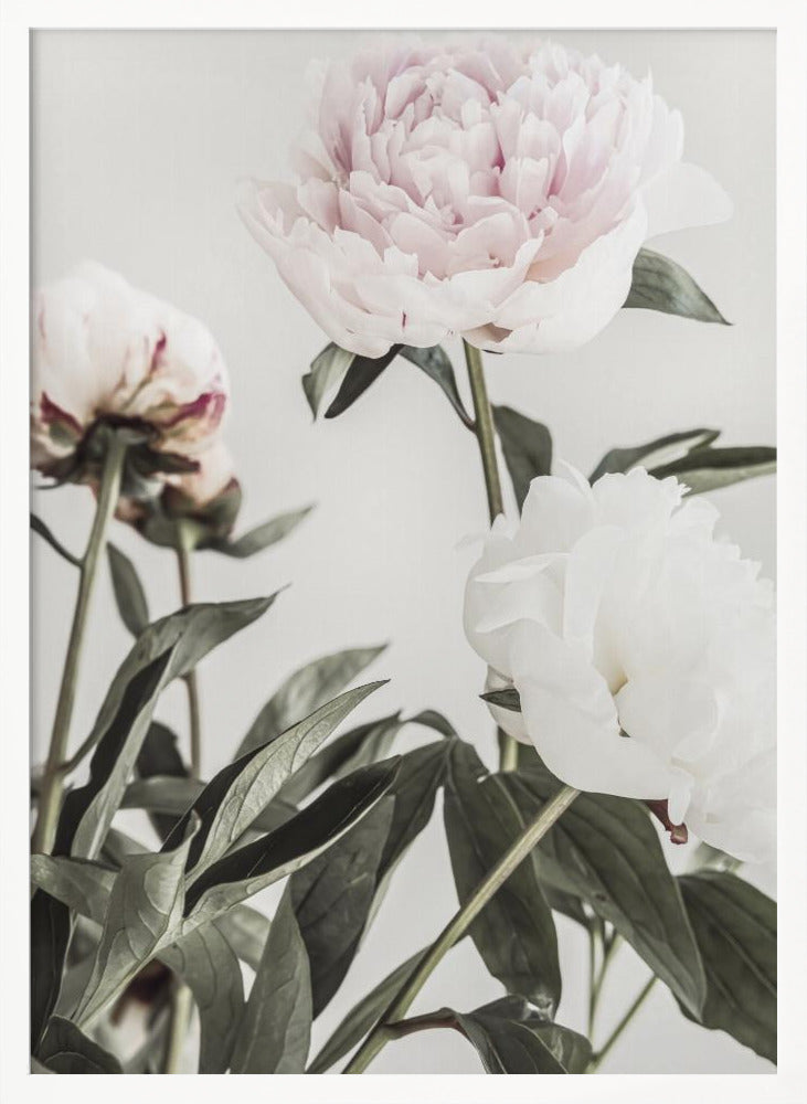 Peony 04 - Poster / Art Print