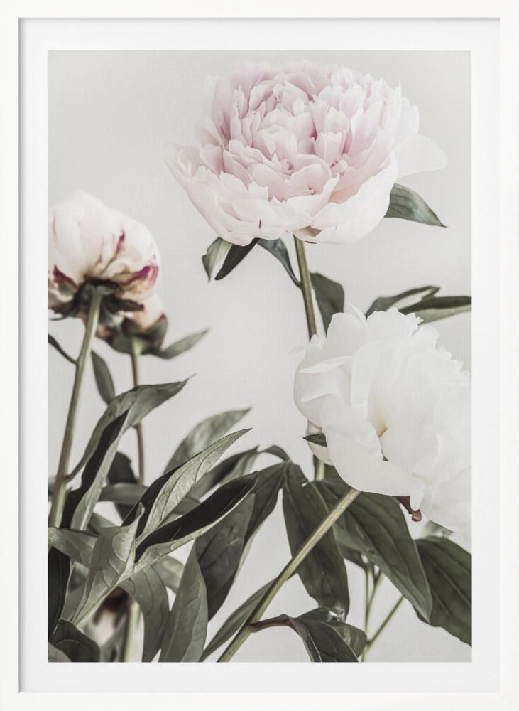 Peony 04 - Poster / Art Print