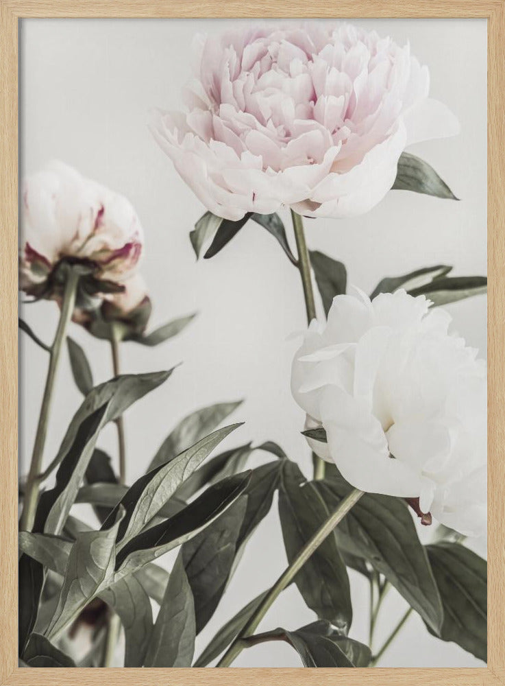 Peony 04 - Poster / Art Print