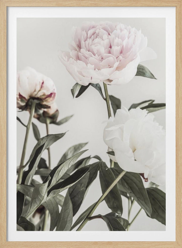 Peony 04 - Poster / Art Print