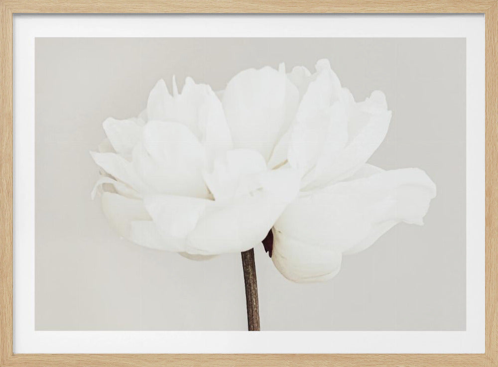 Peony 11 - Poster / Art Print